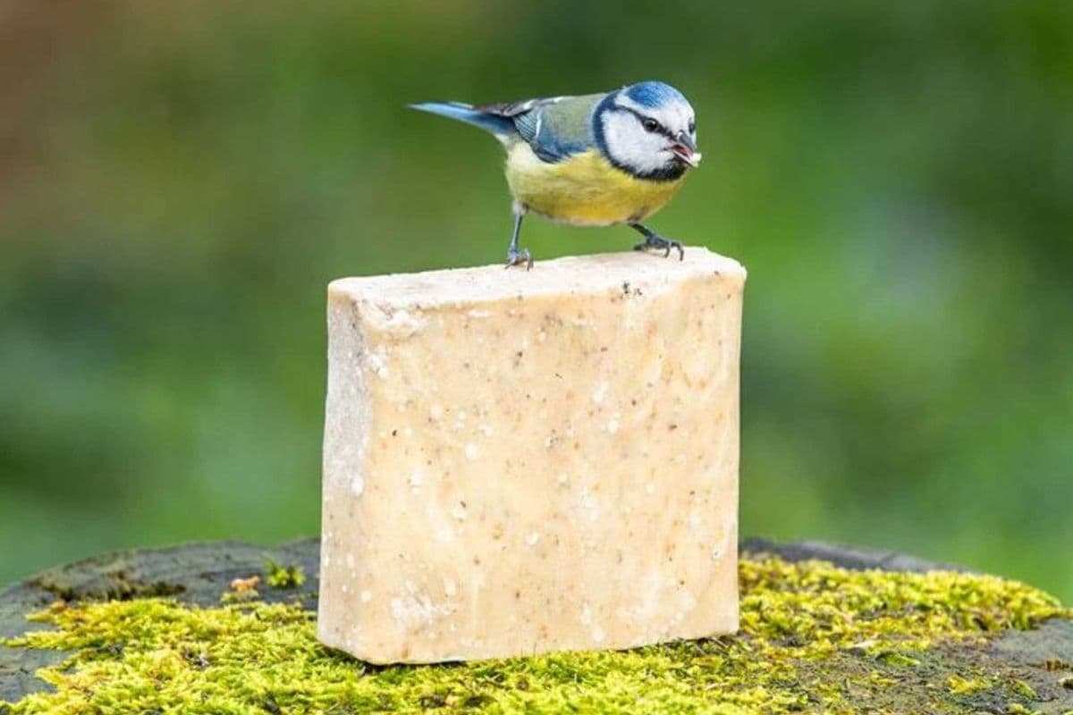 Suet (11 oz)