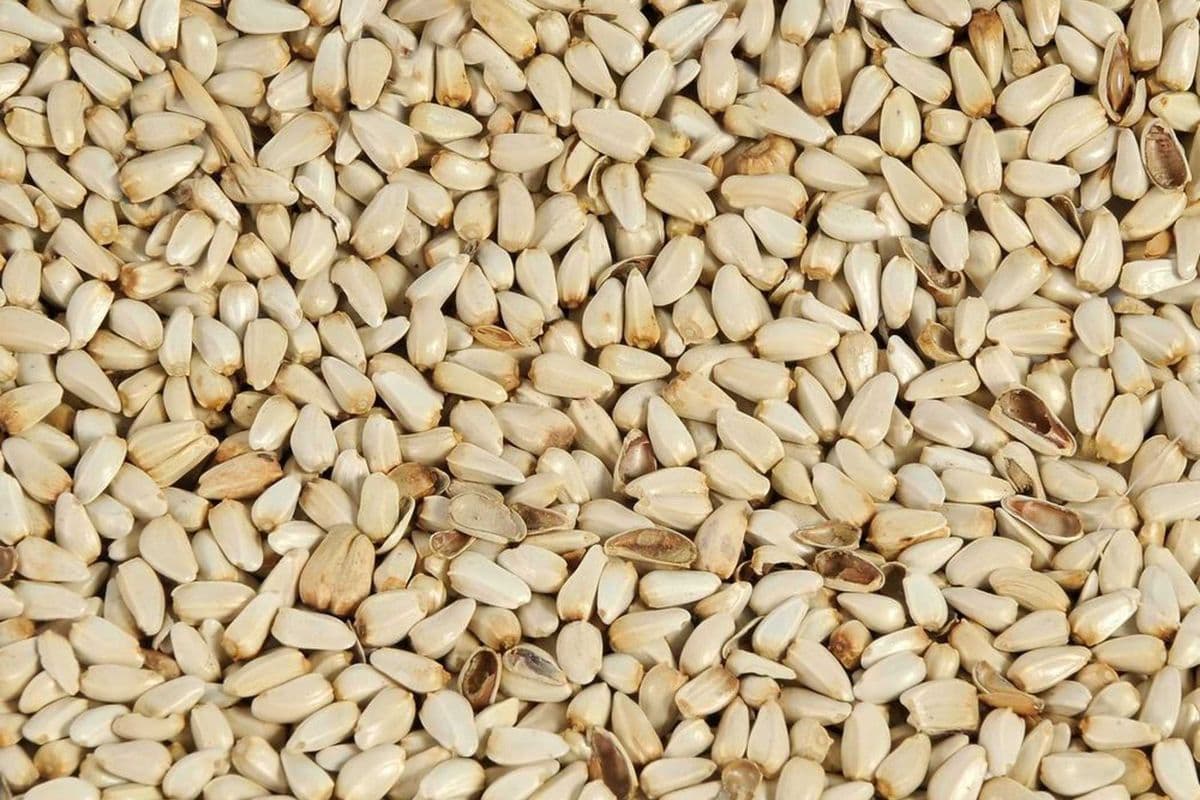 Safflower Seed (5 lb)