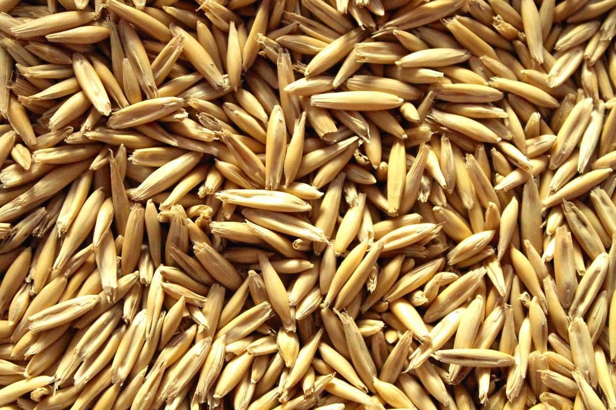 Oat Groats (10 lb)