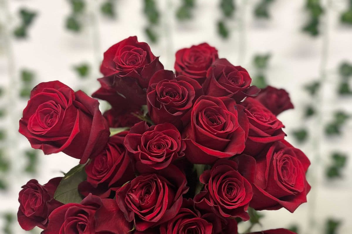 valentines Rose Arrangement 6 roses
