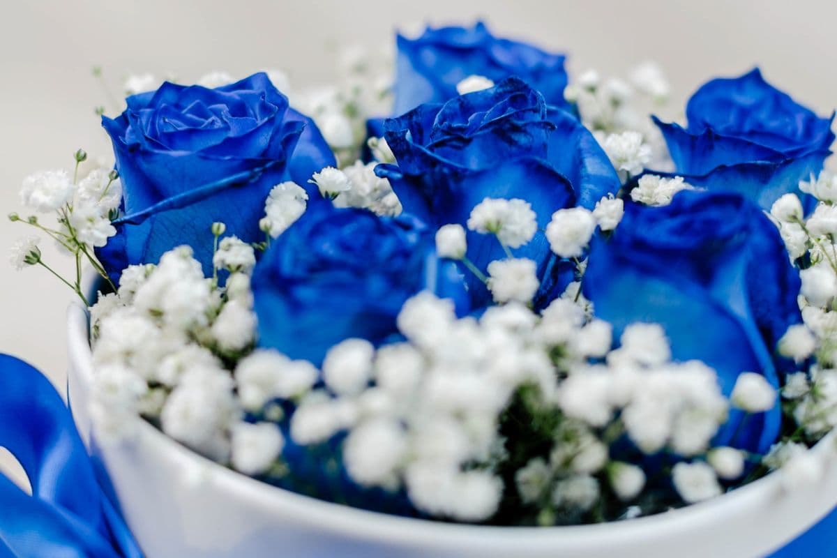 Signature Collection True Blue Hearts
