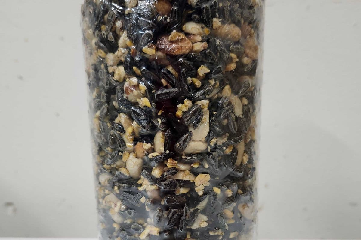 Songbird Feast Seed Log (775 gr)