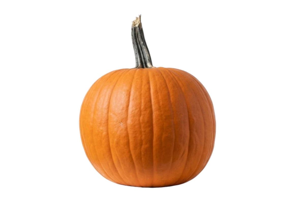 Classic Orange Pumpkin - Large