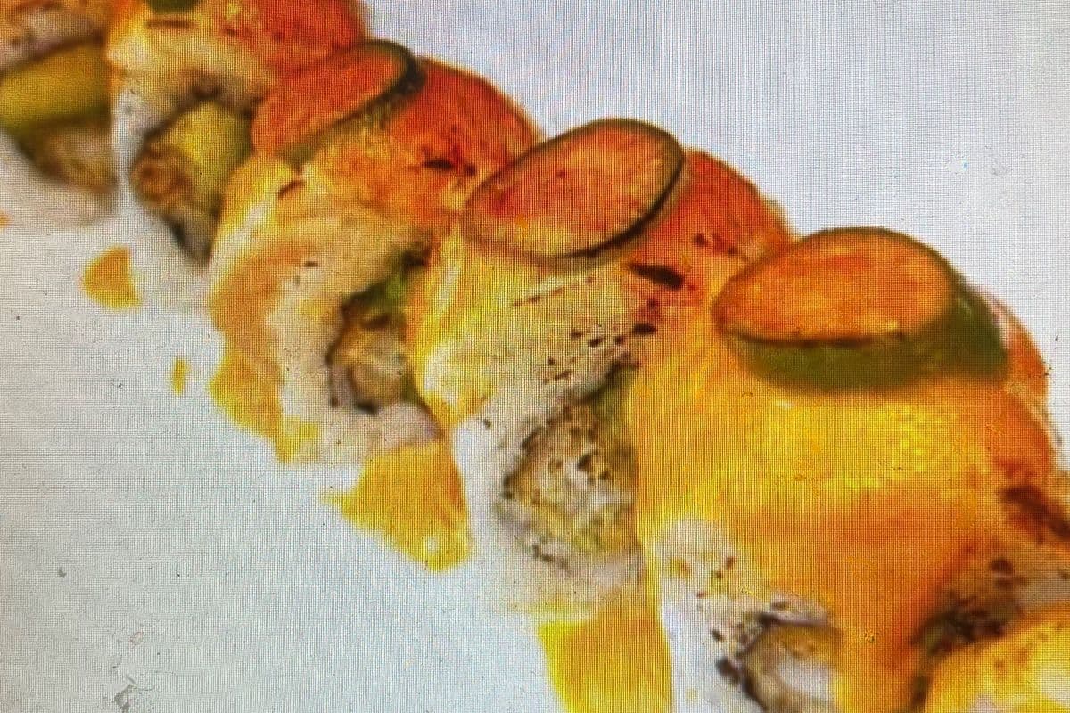 Red dragon roll 8pcs (红龙寿司8片)