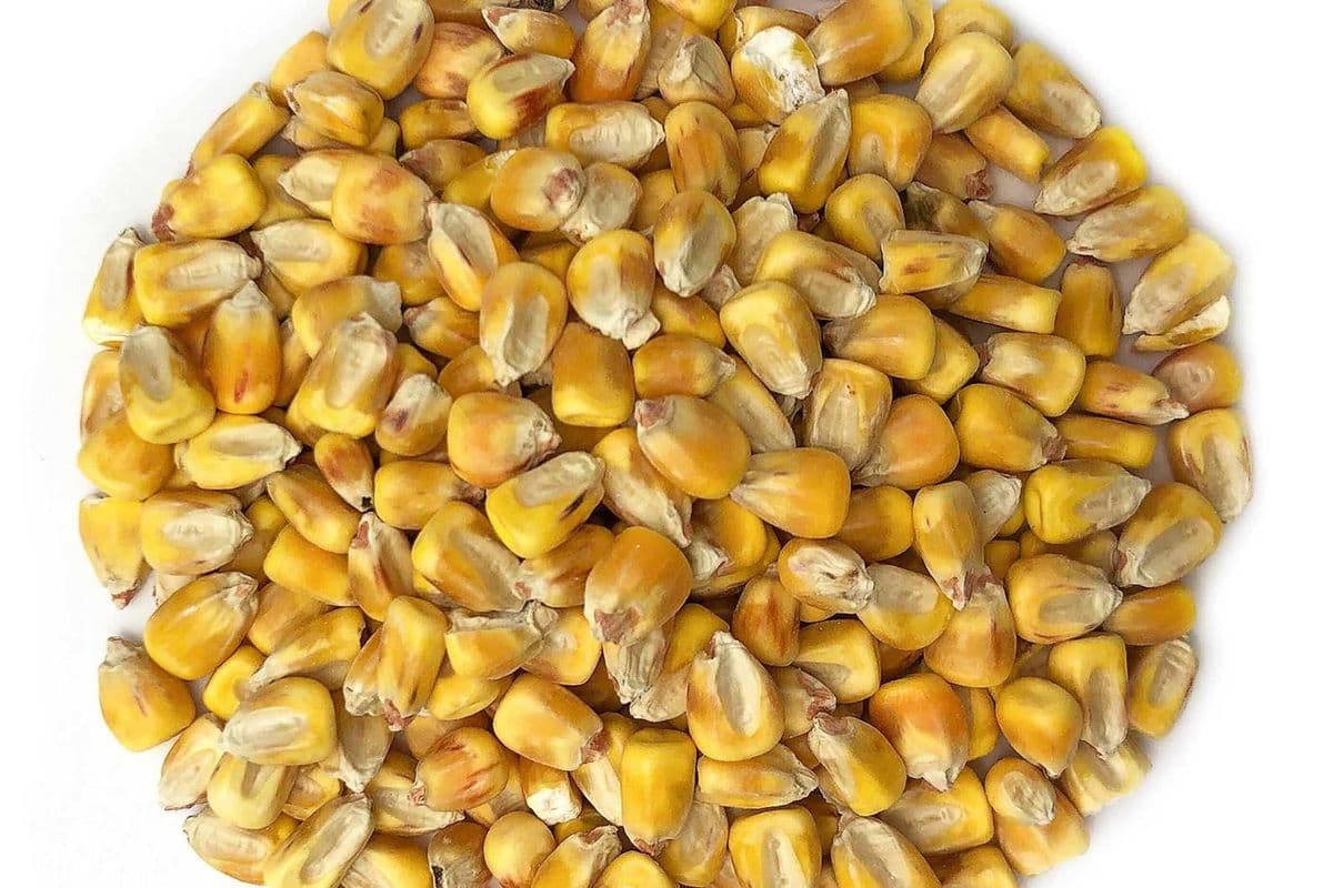 Whole Kernel Corn (10 lb)