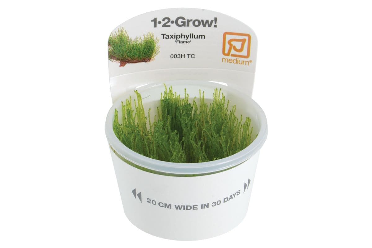 Tropica 1-2-Grow Live Plant - Taxiphyllum - Flame