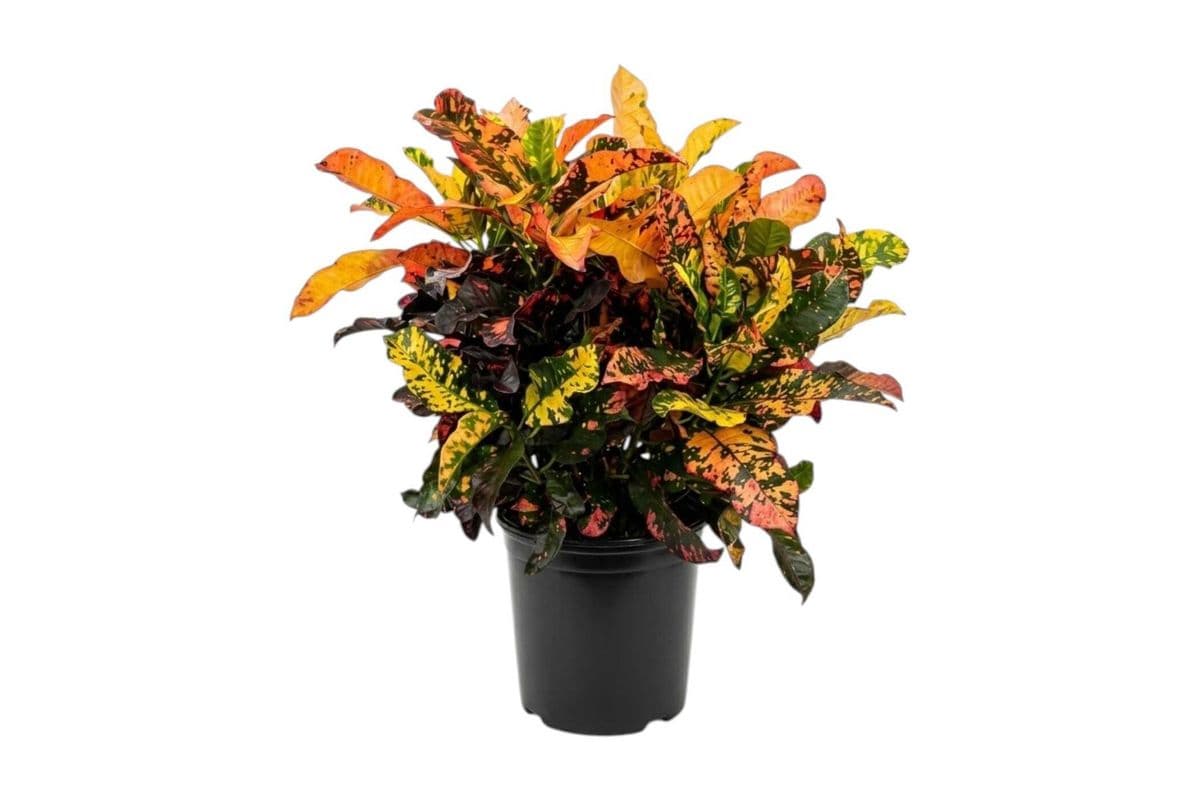 Croton Petra - 10 Inch Pot