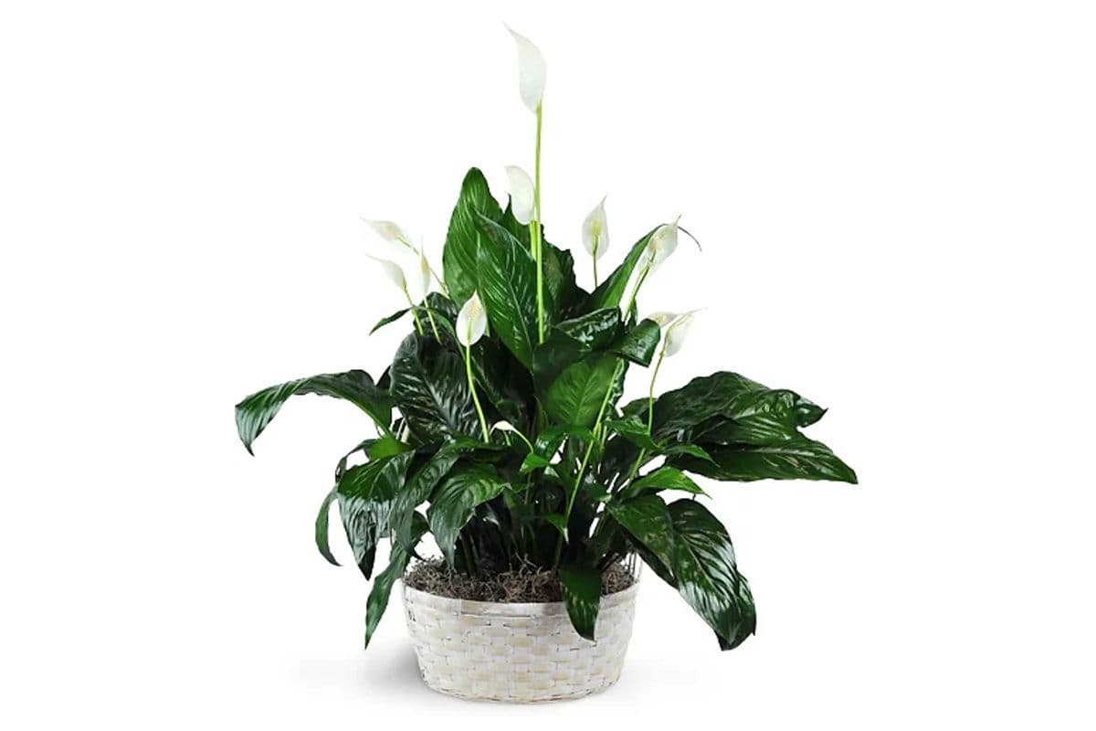 Peace Lily Plant