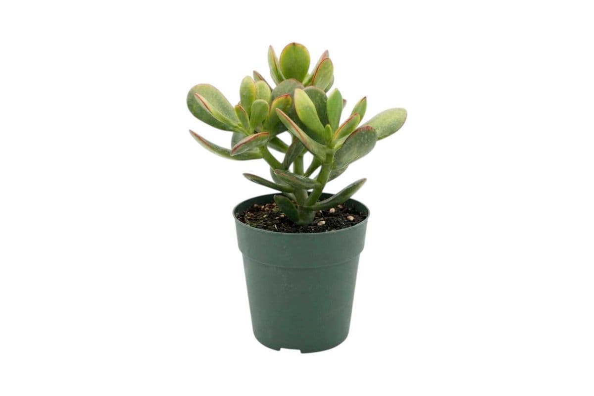 Jade Plant - 5 Inch Pot