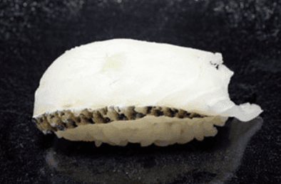 #0114. Tai Nigiri