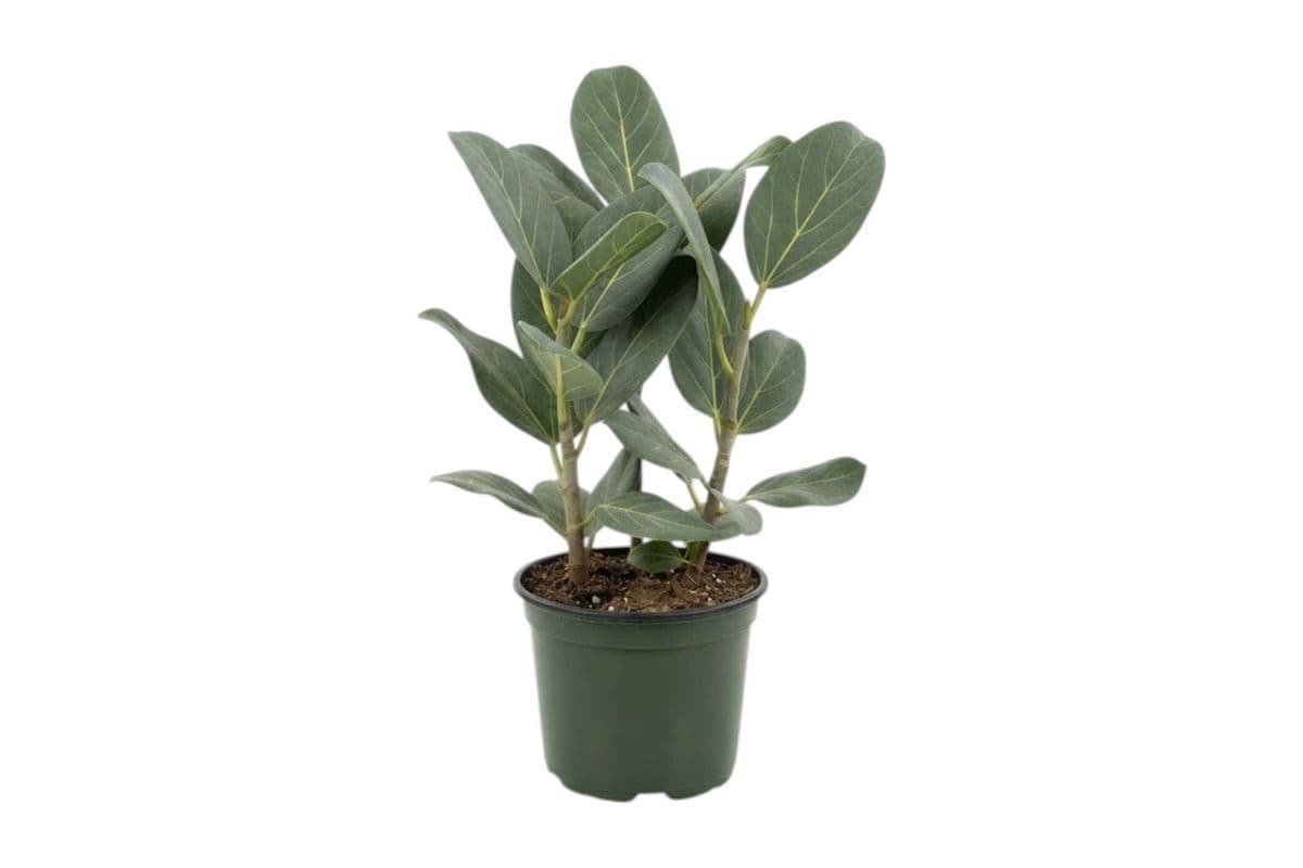 Ficus Audrey - 6 Inch Pot