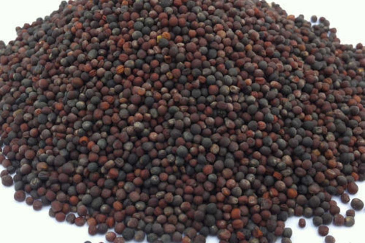Canola Seed (5 lb)