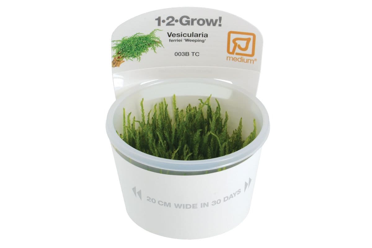 Tropica 1-2-Grow Live Plant - Vesicularia Ferriei - Weeping
