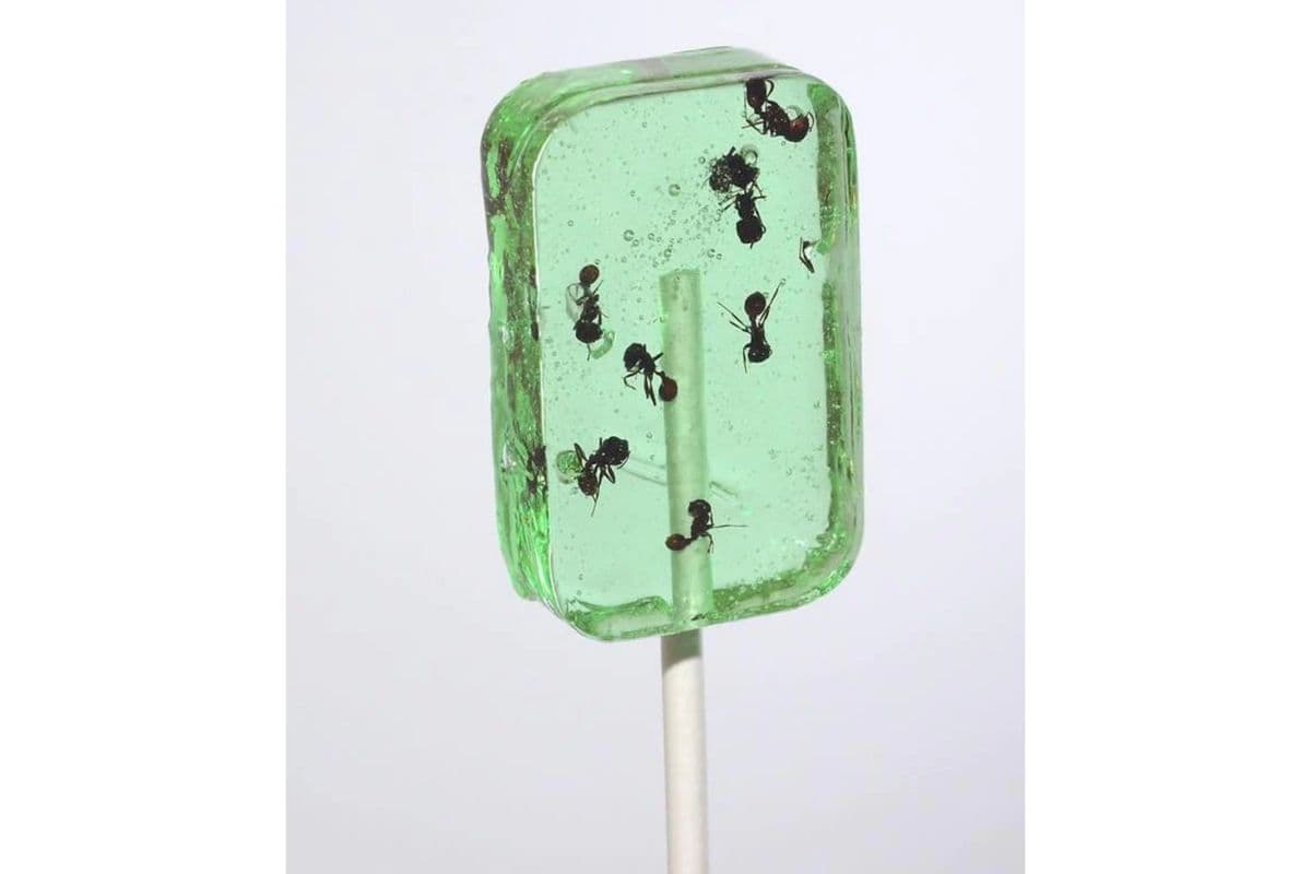 Anti Lix Apple (31 g)