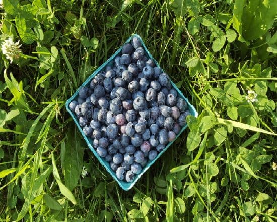 Box Of Blueberries