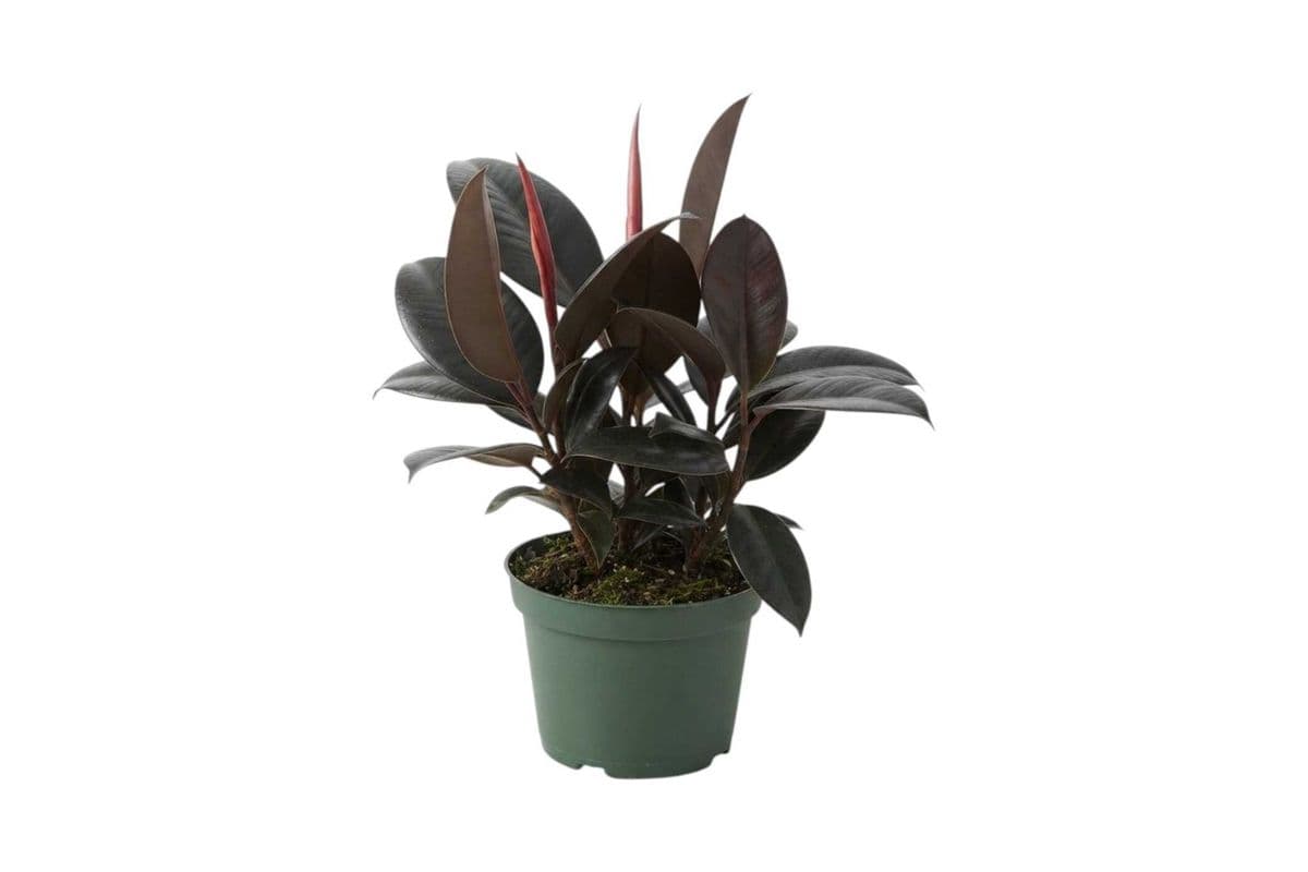Ficus Elastica 'Burgundy' (Rubber Plant) - 6 Inch Pot