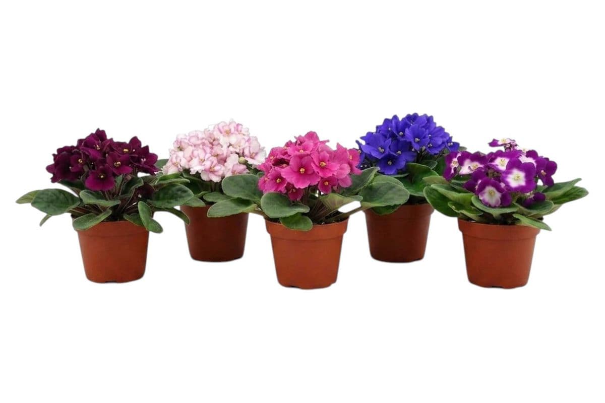 African Violet - 4 Inch Pot