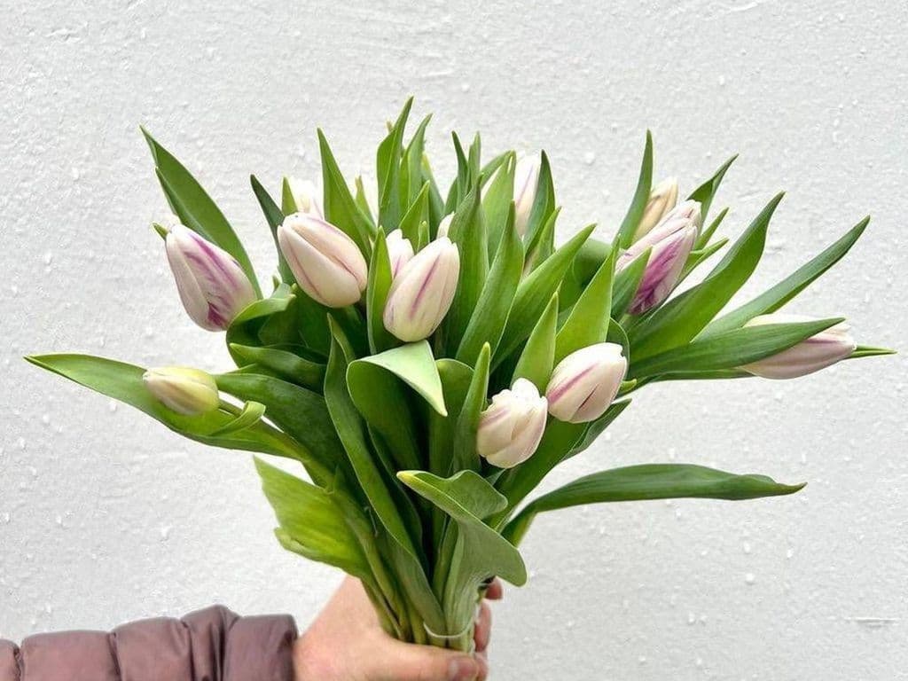 Flowers - Local Tulips Purple & White (5 stems)