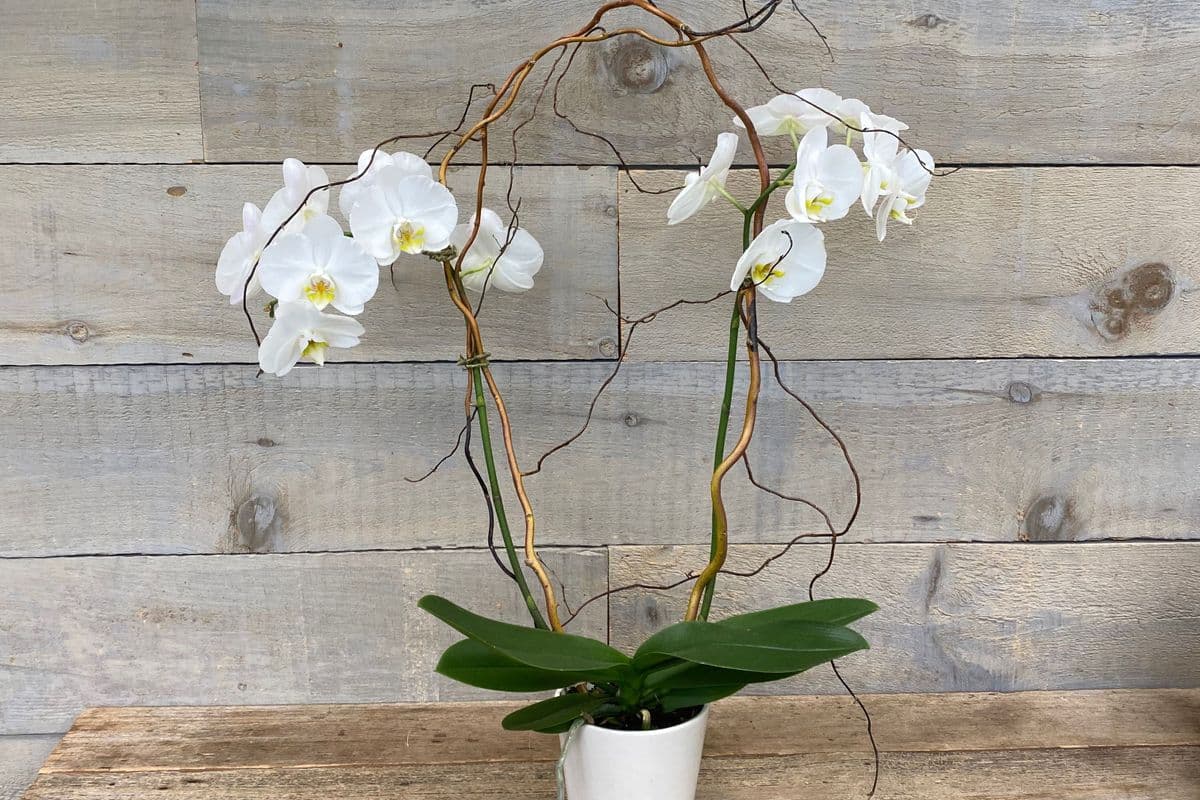 Large Potted Phalaenopsis Orchid (Double-Spiked)