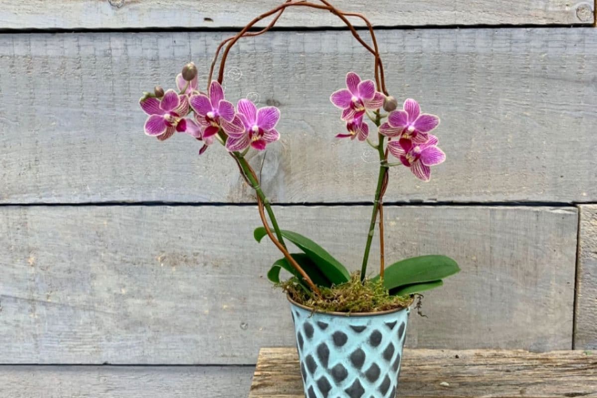Small Potted Phalaenopsis Orchid (Double-Spiked)
