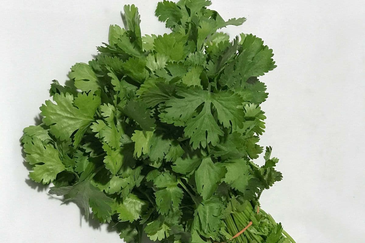 Fresh Coriander (Bunch)