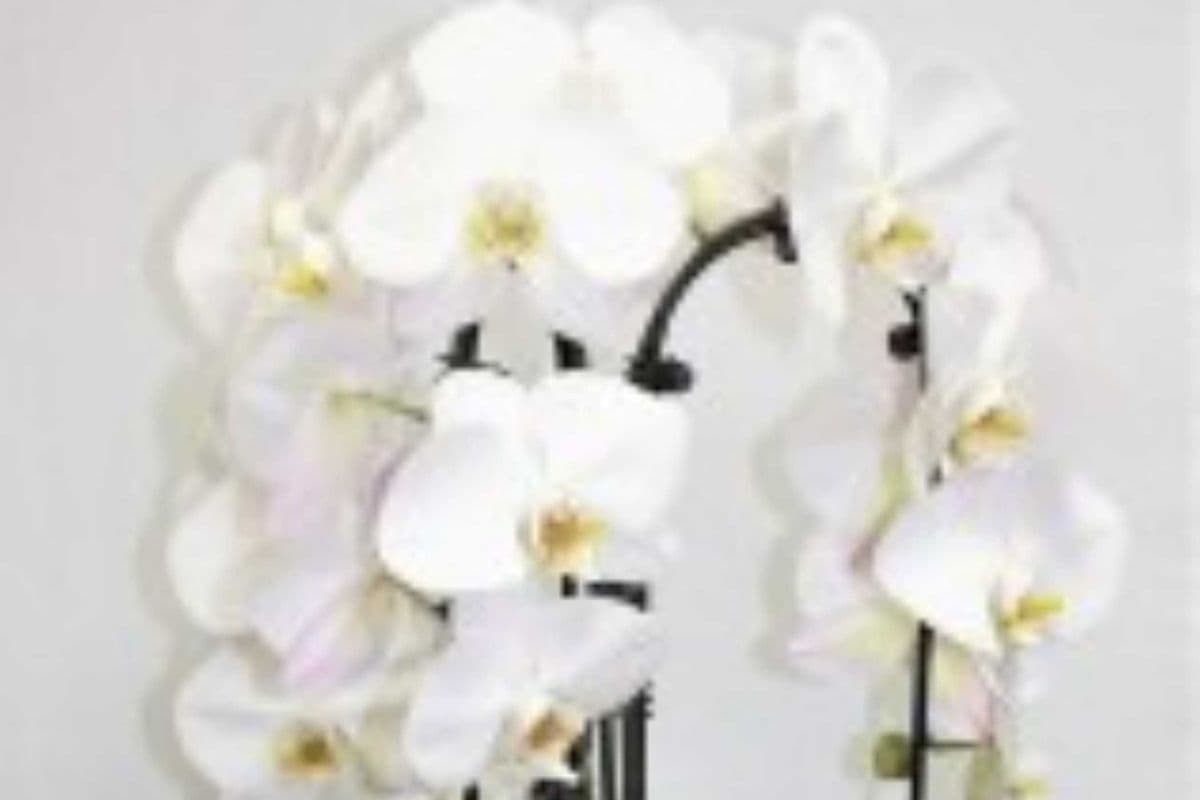 White Orchid Plant