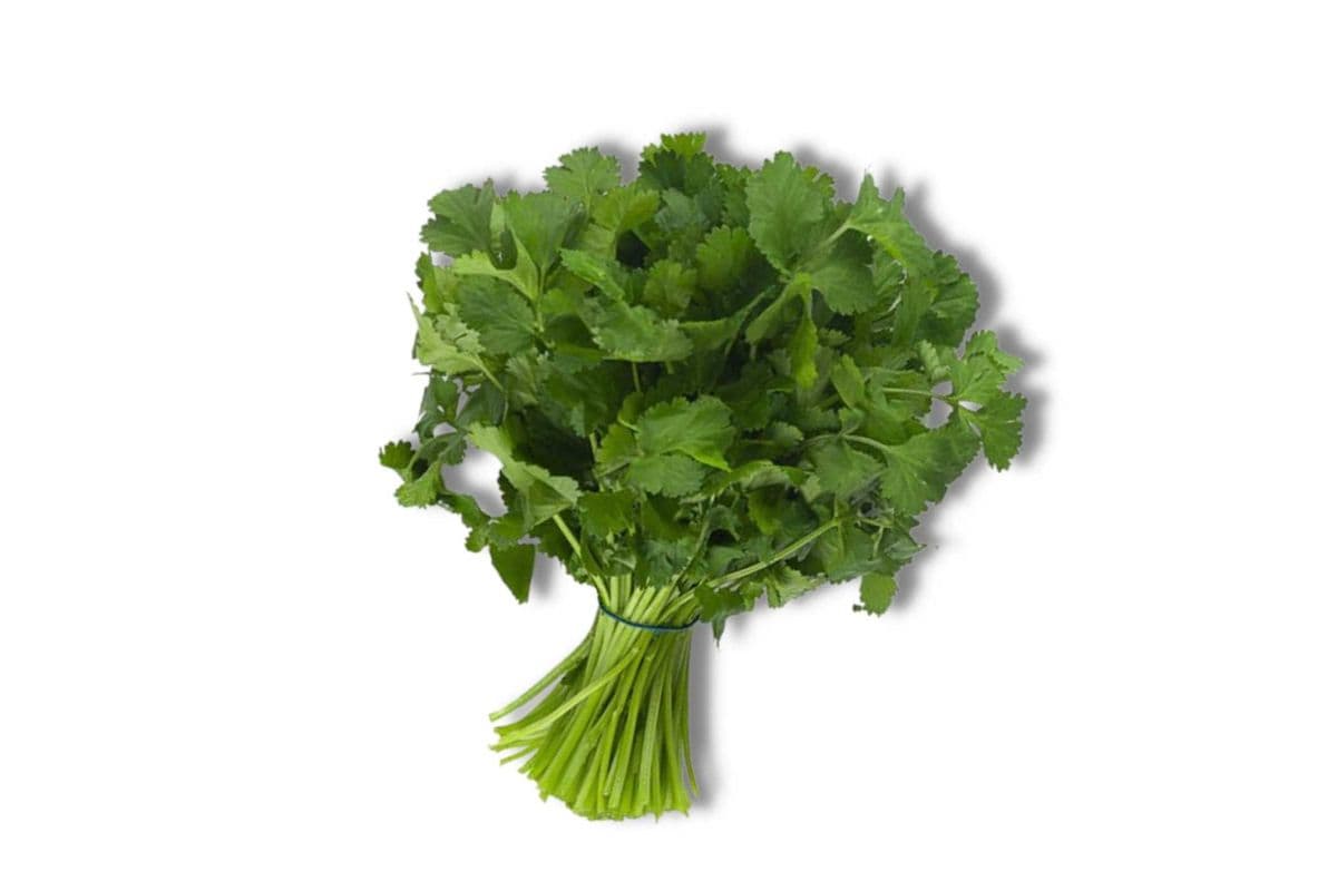 Cilantro