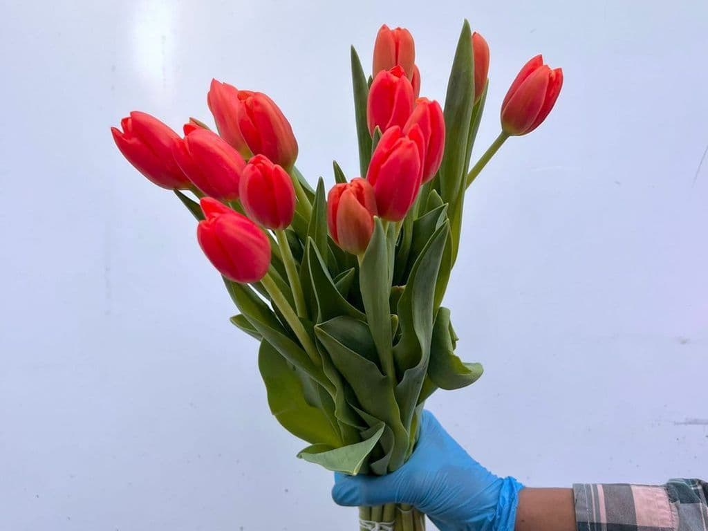 Flowers - Local Tulips Red bouquet (10 stems)