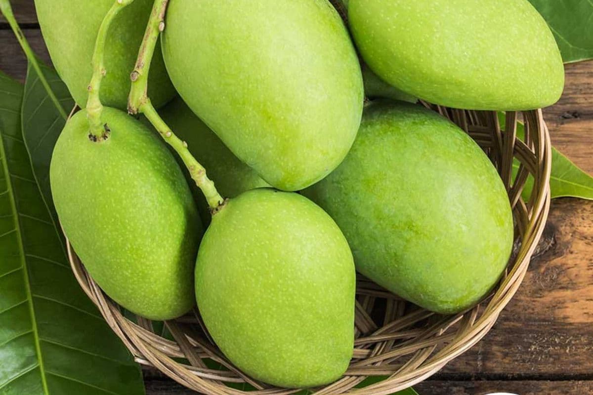 GREEN MANGO/BABY GREEN MANGO (1 LB)
