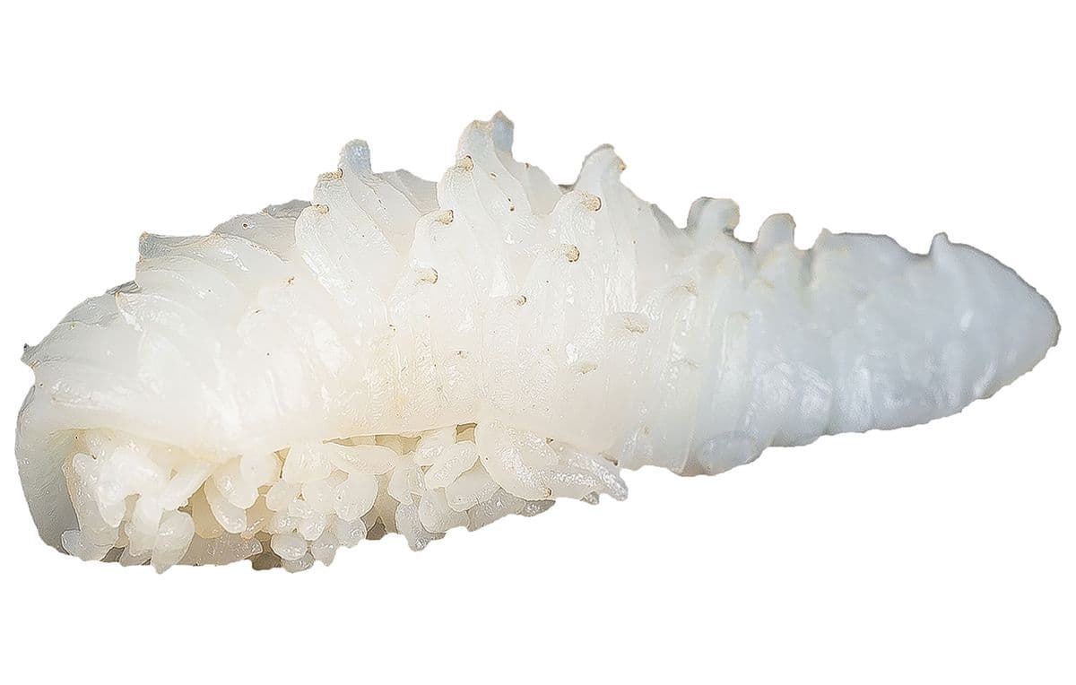 Ika (Squid)