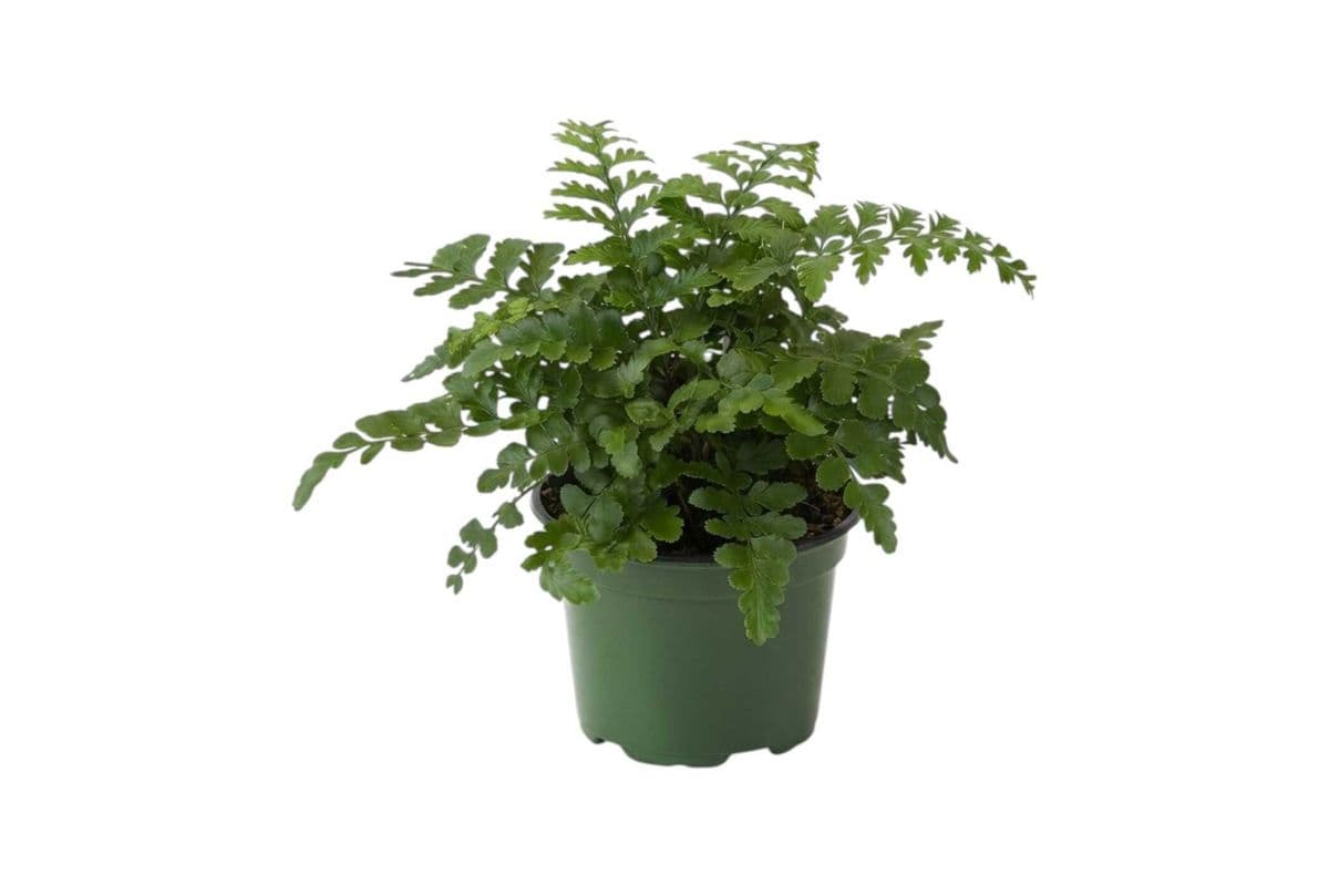 Austral Gem Fern - 4 Inch Pot
