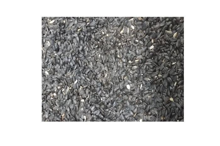 Black Oil Sunflower (1 lb)