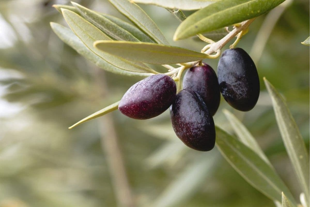 Picual Extra Virgin Olive Oil