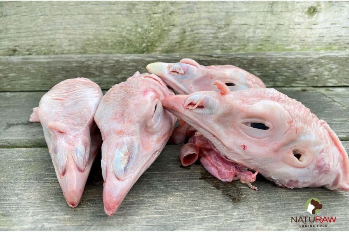 Turkey Heads (Pack of 4)