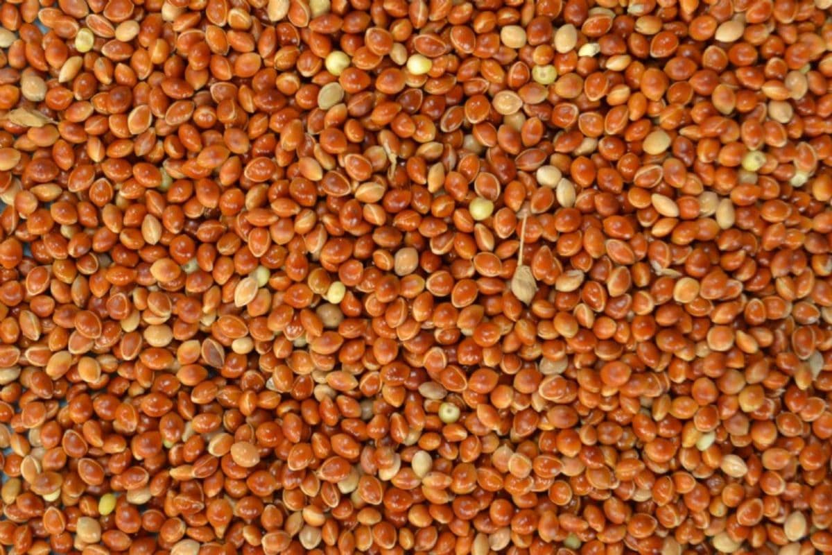 Red Millet (10 lb)