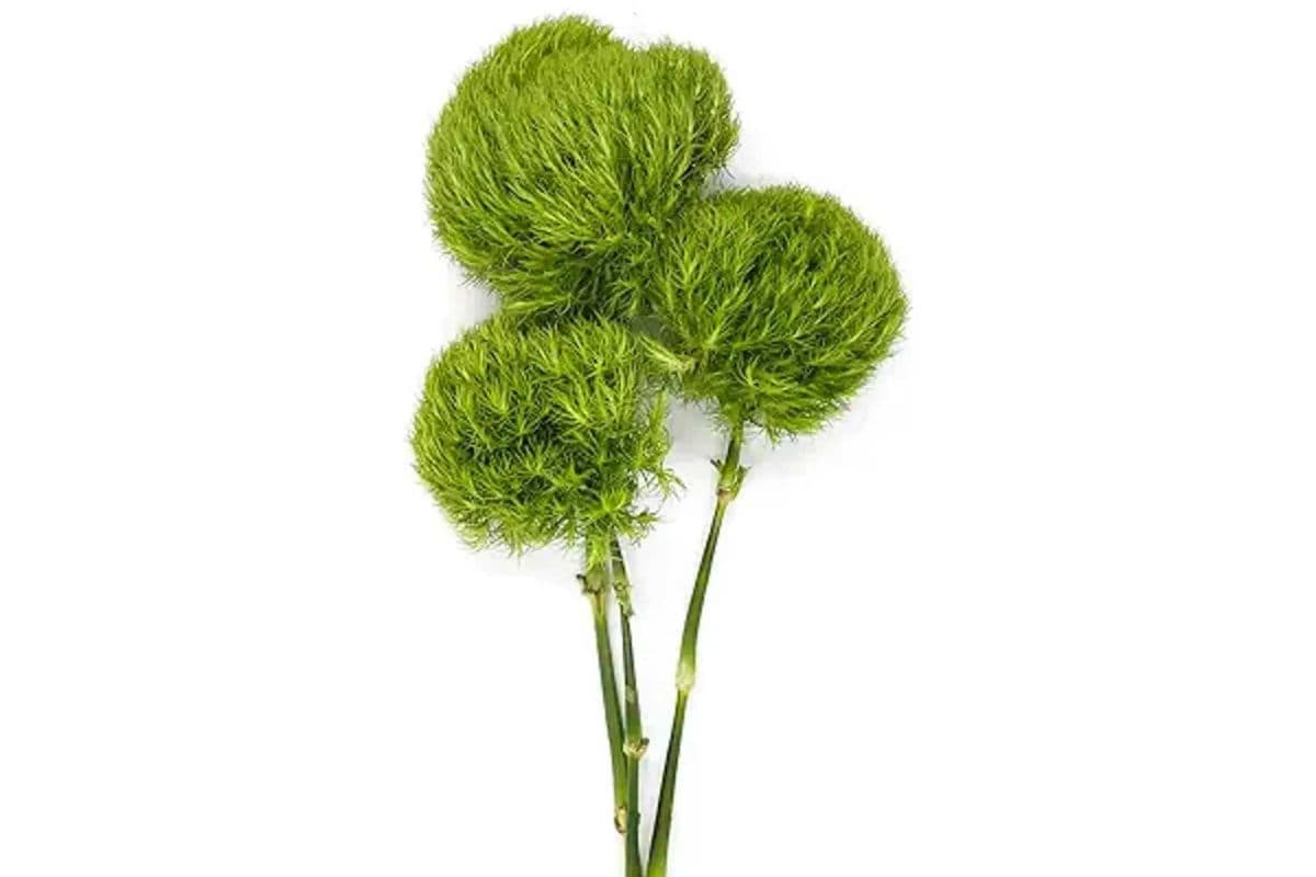 Dianthus ‘Green Ball’ - 3 Stems