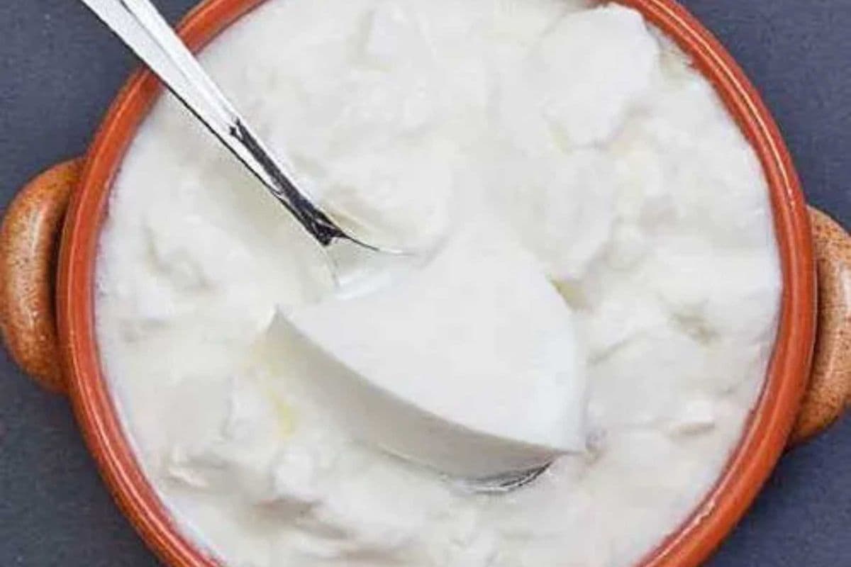 Plain Yogurt (8oz)