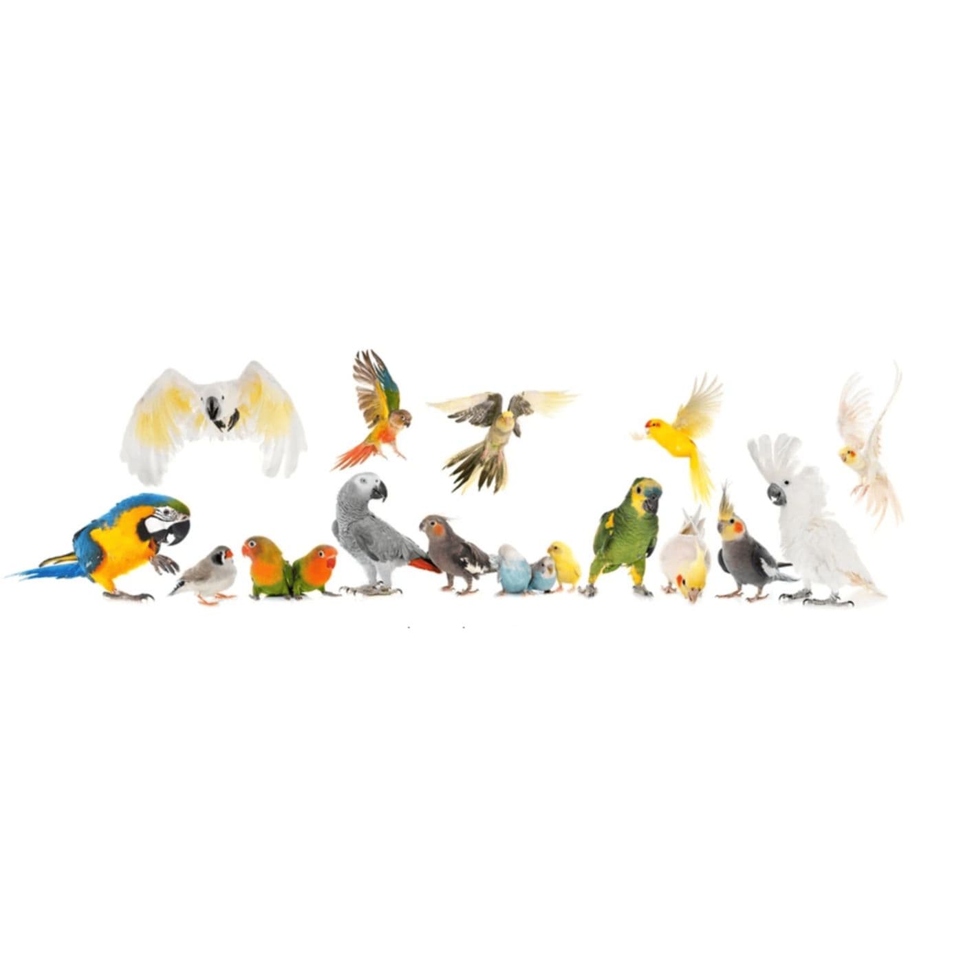 Baker's Bird Shop