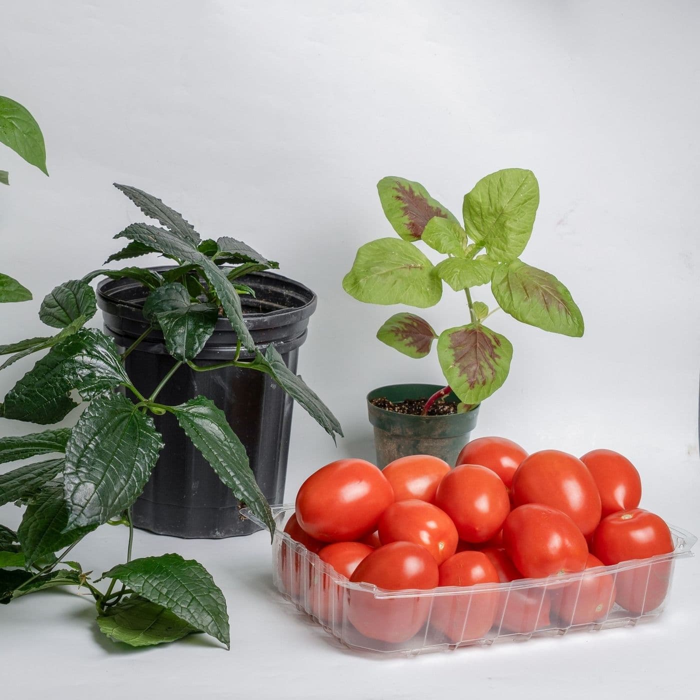 Cangro Agrifoods Inc.